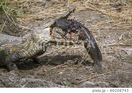 Nile crocodile in Kruger National park, South 60208743
