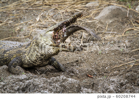 Nile crocodile in Kruger National park, South 60208744