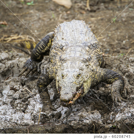Nile crocodile in Kruger National park, South 60208745