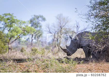 Southern white rhinoceros in Kruger National park, Southern white rhinoceros in Kruger National park, 60208762