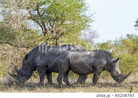 Southern white rhinoceros in Kruger National park, 60208765