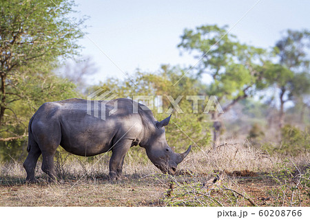 Southern white rhinoceros in Kruger National park, 60208766