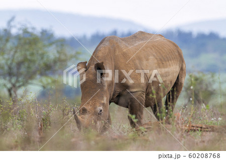 Southern white rhinoceros in Kruger National park, 60208768