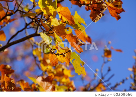 紅葉 60209666