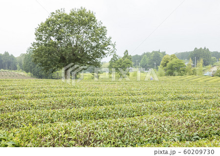 茶畑(初夏) 茶畑(初夏) 60209730