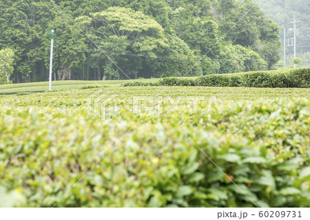 茶畑(初夏) 茶畑(初夏) 60209731