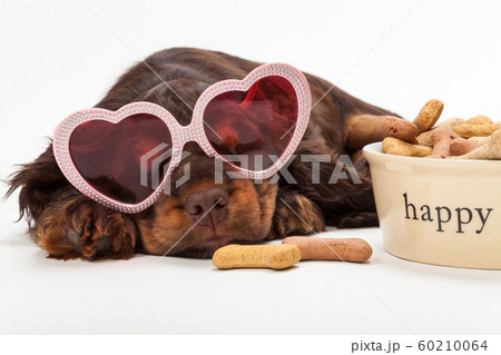 Cute Happy Puppy Dog Wearing Heart Shaped Sunglasses Cute Happy Puppy Dog Wearing Heart Shaped Sunglasses 60210064