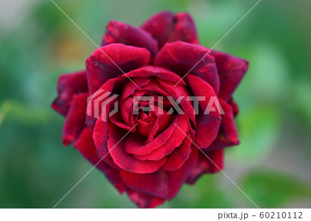 蜂ヶ峰の薔薇 蜂ヶ峰の薔薇 60210112