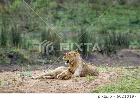 Lion in Kruger National park, South Africa 60210197