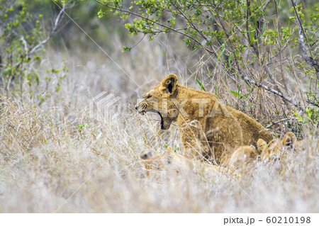 Lion in Kruger National park, South Africa 60210198
