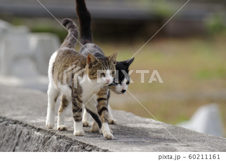 歩く猫 60211161