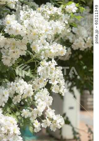 小さな白いバラ 小さな白いバラ 60211349