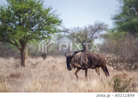 Blue wildebeest in Kruger National park, South 60211899