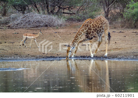 Giraffe in Kruger National park, South Africa 60211901