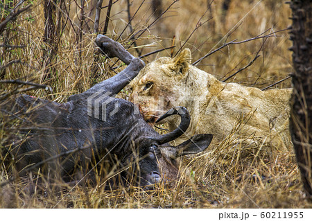 Lioness in Kruger National park, South Africa Lioness in Kruger National park, South Africa 60211955