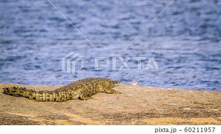Nile crocodile in Kruger National park, South Nile crocodile in Kruger National park, South 60211957