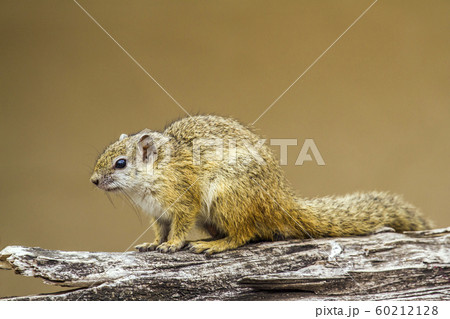 Smith bush squirrel in Kruger National park, Smith bush squirrel in Kruger National park, 60212128