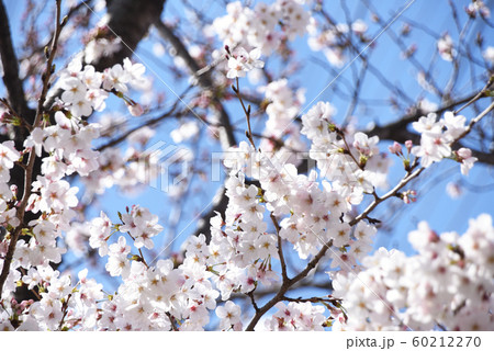 桜 60212270
