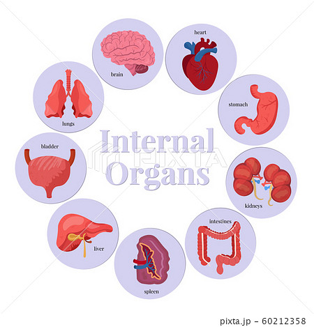 Internal organs flat vector illustrations set Internal organs flat vector illustrations set 60212358