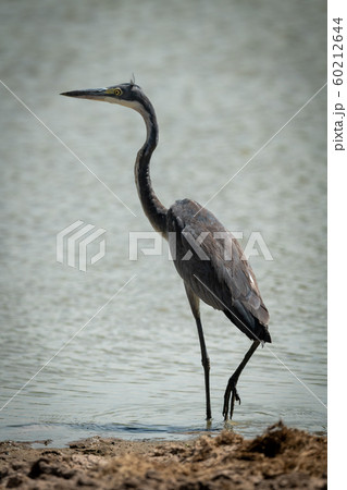 Grey heron stands staring in shallow water 60212644
