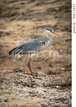 Grey heron stands on shingle facing right 60212653
