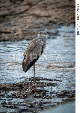 Grey heron stands on shingle by river 60212654