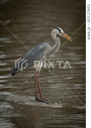 Grey heron on rock fishing in river 60212663
