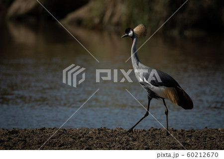 Grey crowned crane walks along river bank 60212670