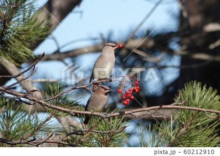 里塚のレンジャク 60212910