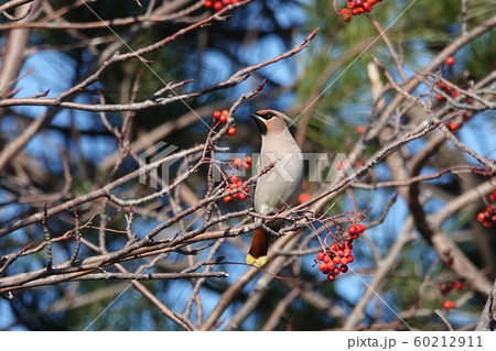 里塚のレンジャク 60212911