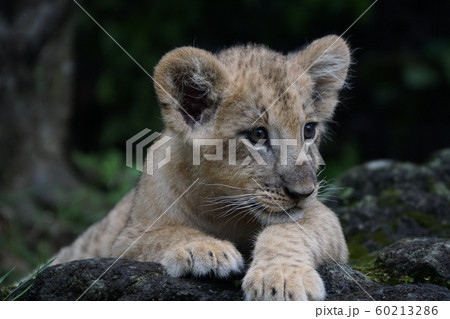 ライオン239 ライオン239 60213286