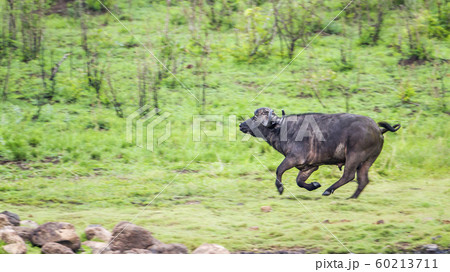 African buffalo in Kruger National park, South 60213711
