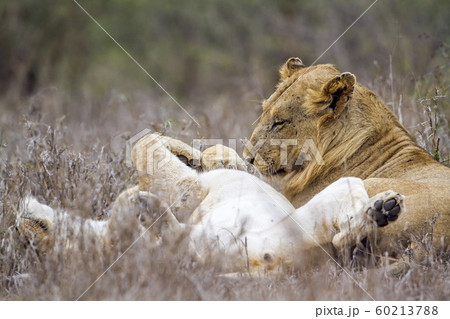 African lion in Kruger National park, South Africa African lion in Kruger National park, South Africa 60213788