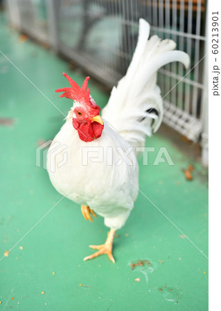 鶏 鶏 60213901