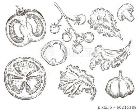 Set of vintage images of vegetables. Pepper rings, tomatoes, mushrooms, lettuce, garlic. Set of vintage images of vegetables. Pepper rings, tomatoes, mushrooms, lettuce, garlic. 60215388
