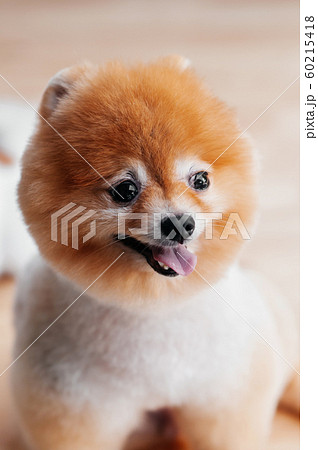 Cute young fluffy hair fur Pomeranian dog with mouth open 60215418