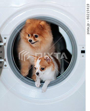 Dog puppies couple in washing machine with happy face 60215419
