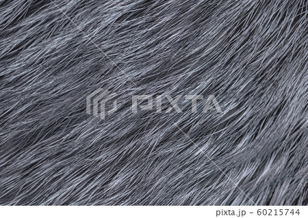 Background Fur silver fox. Close solid texture Background Fur silver fox. Close solid texture 60215744