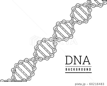 Dna Structure Deoxyribonucleic Acid Vector のイラスト素材
