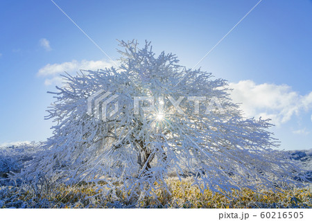 長野_高ボッチ高原_霧氷 60216505