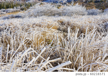長野_高ボッチ高原の霧氷 長野_高ボッチ高原の霧氷 60216571