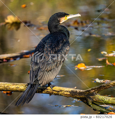 The great cormorant, Phalacrocorax carbo sitting The great cormorant, Phalacrocorax carbo sitting 60217026