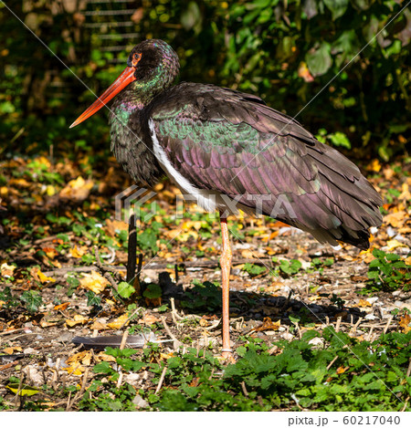Black stork, Ciconia nigra in a german nature park 60217040