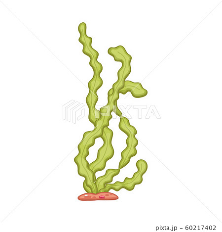 Underwater sea plant or seaweed leaves cartoon vector illustration isolated. 60217402