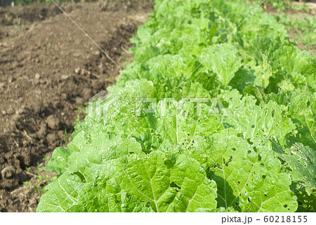 白菜・虫食い 60218155