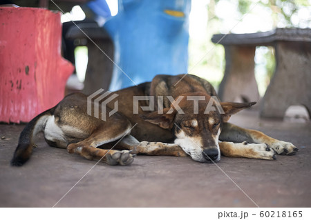 Thai Dog is sleeping with blurred background. 60218165