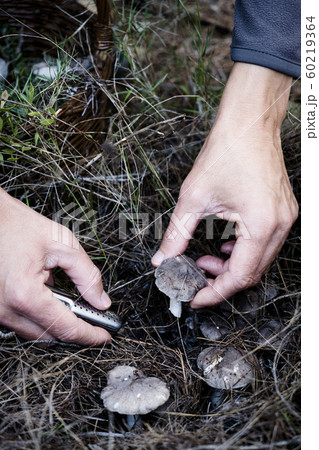man picking a grey knight mushroom 60219364