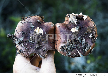 man with two yellow knight mushrooms. 60219365