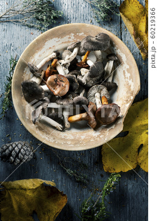 spanish edible mushrooms on a table 60219366