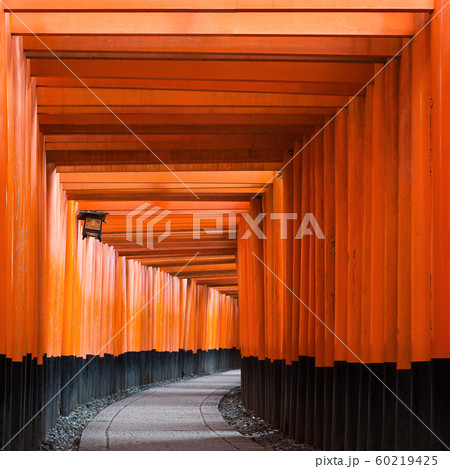 Torii path at Fushimi Inari Taisha Shrine in Kyoto, Japan Torii path at Fushimi Inari Taisha Shrine in Kyoto, Japan 60219425